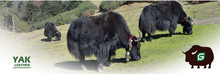 Indlæs billede til gallerivisning G-Comfort -929-5 All terrain - All weather - Be Active